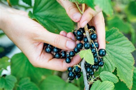 Black Currant Varieties Growing Caring And Harvesting Tips Obsigen