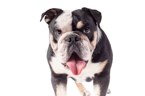 English Bulldog Puppy On White Background English Bulldog Puppy Dog