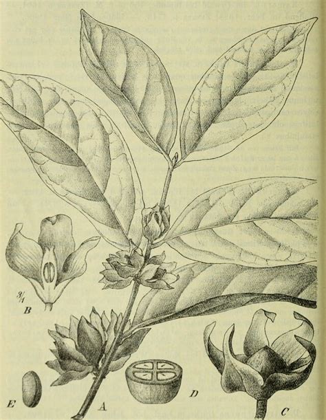 Botanische Jahrb Cher F R Systematik Pflanzengeschichte Und