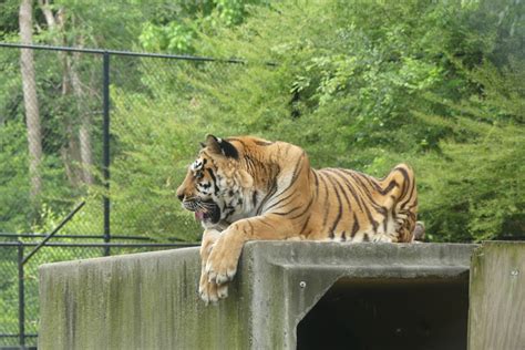 The Great American RoadTrip Forum - Noah's Ark Animal Sanctuary - Locust Grove, Georgia