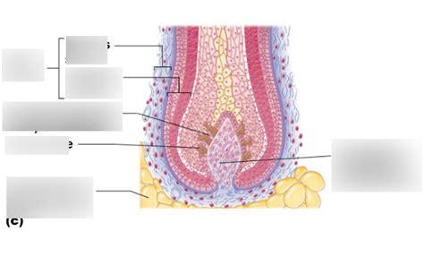 Hair Follicle Diagram Diagram | Quizlet