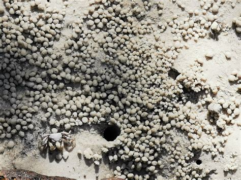 Adventures With The Naked Hermit Crabs