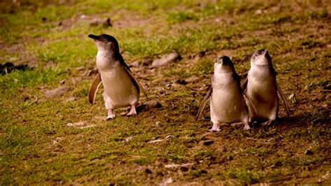 penguin parade  phillip island nature parks