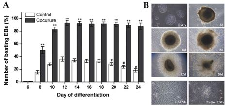 The differentiation of embryonic stem cells (ES cells). (A) The ...