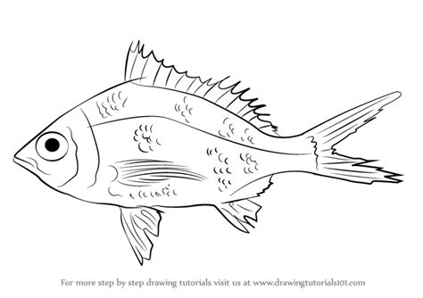How to Draw a Mojarra (Fishes) Step by Step | DrawingTutorials101.com