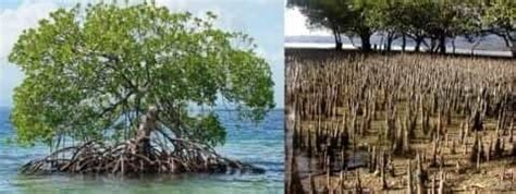 Mangrove Ecosystem - INSIGHTS IAS - Simplifying UPSC IAS Exam Preparation