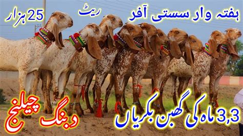 World Record Top Quality Makhi Cheeni Confirm Pregnant Goats Total