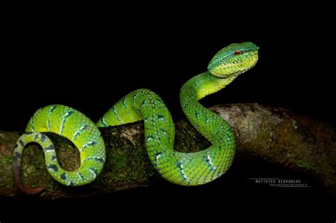 North Philippine Temple Pitviper In March By Matthieu Berroneau