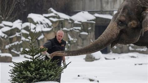 Dopo Le Feste Ecco Che Fine Fanno Gli Alberi Di Natale A Berlino