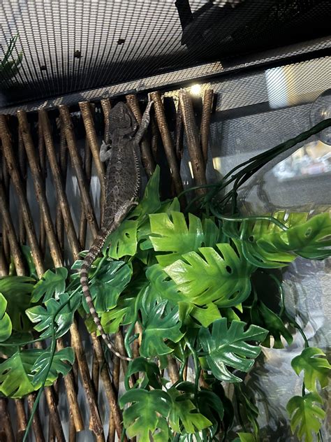 Every single night! 😂 : r/BeardedDragons