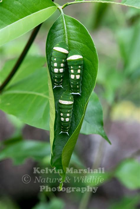 Ulysses Butterfly Caterpillar