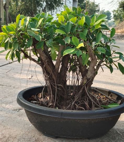 Ficus Panda Bonsai Ficus Microcarpa Multi Trunk Bonsai Material