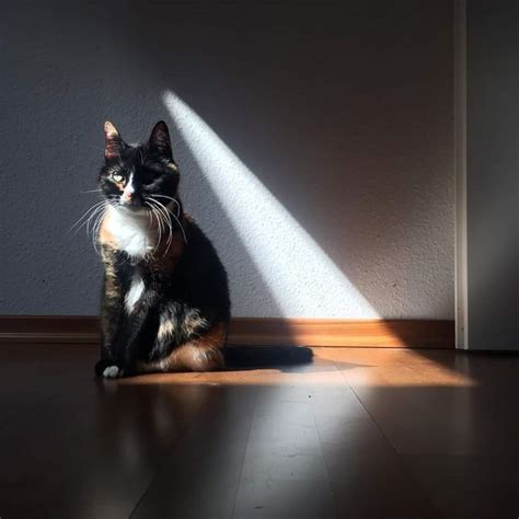 Pin de 𒄬 𝔅 ║ ﮩ٨ـﮩﮩ٨ـ ™ en 写真を組み合わせる👍🏿 | Fotografía, Foto, Galerías de fotos