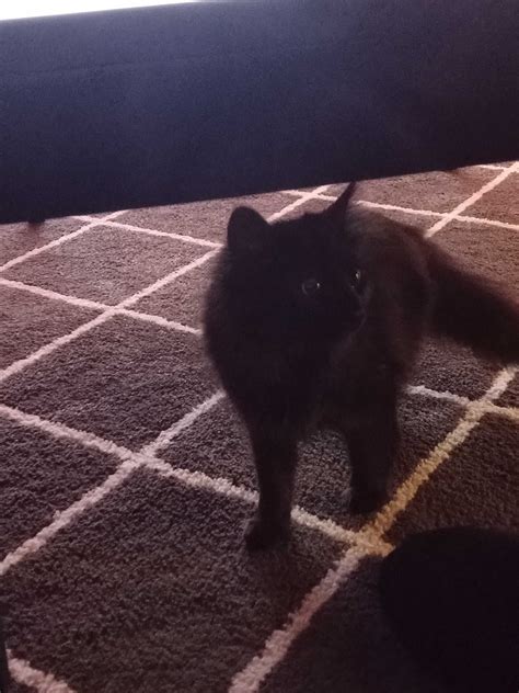 Update 1 Month: Taming a Stray Cat : r/cats