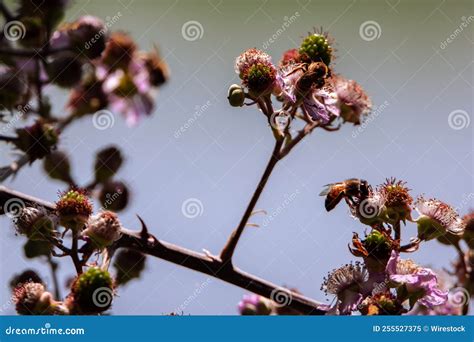 closeup   european honey bee apis mellifera   blooming tree