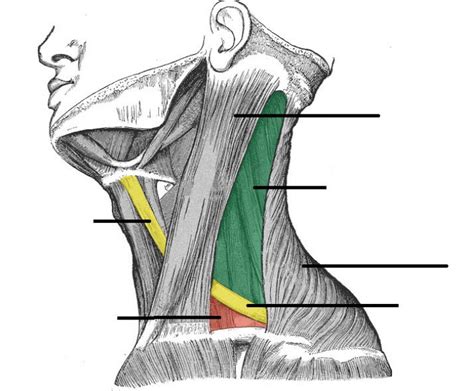 Structures Of The Posterior Triangle Of The Neck Diagram Quizlet