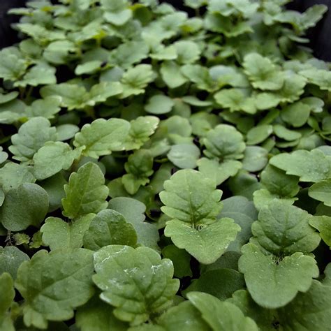 micro pousse de melisse