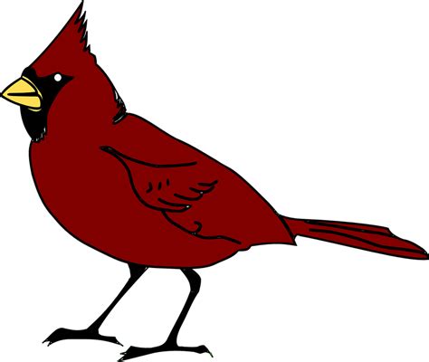 Free vector graphic: Cardinal, Bird, Beak, Species, Red - Free Image on Pixabay - 41016