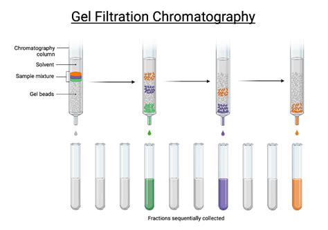 gel filtration biorender science templates