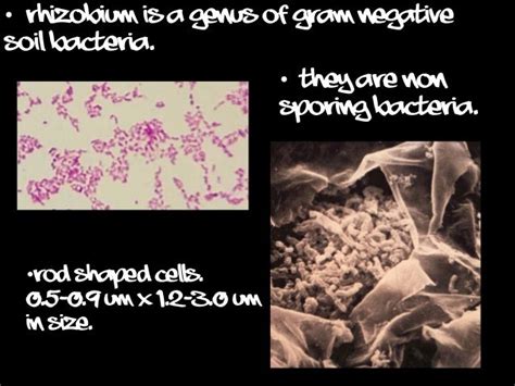 Rhizobium Microbiology Science Learning Educative Presentation