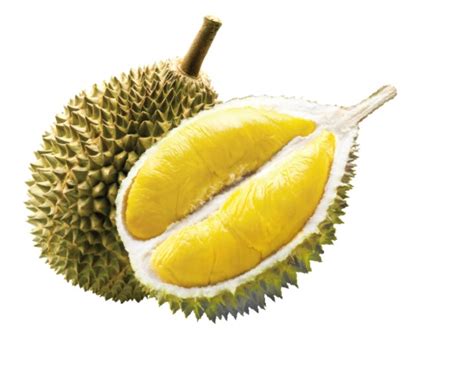 Durian Fruit Export Thailand | Durian Fruit Exporter from Thailand