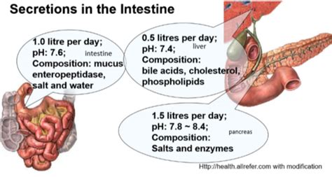 Digestion And Secretion The Small Intestine Flashcards Quizlet