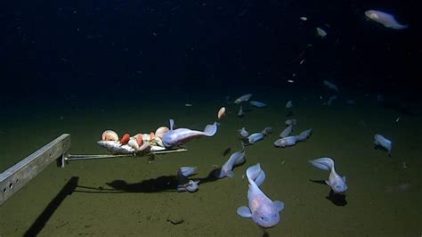 Le Poisson Le Plus Profond Jamais Vu Est Un Escargot Fantomatique