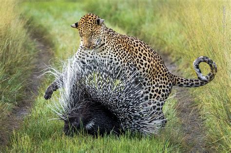 Winner On Points Wildlife Photographer Of The Year Natural History