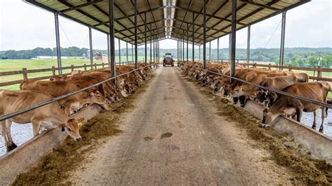 Modular Steel Cattle Sheds At Sq Ft In Chennai Id