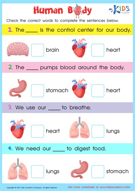 Major Organs Of The Human Body Worksheet Worksheet Internal Organs