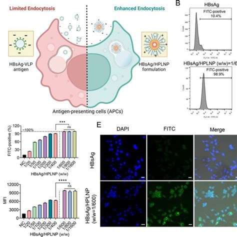 A Schematic graph of the cellular uptake of the HBsAg antigen or the ...