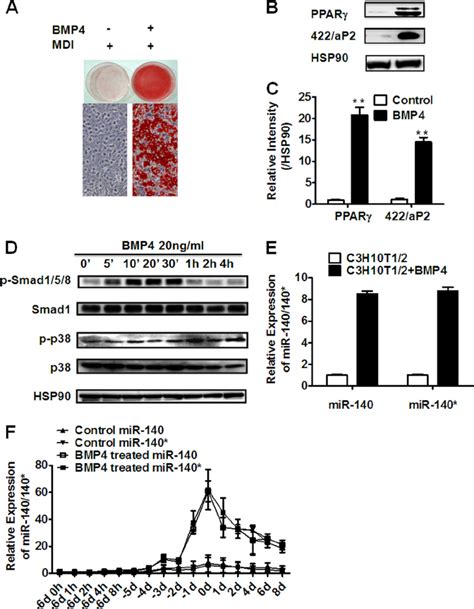 MiR 140 And MiR 140 Are Induced During Adipocyte Lineage Commitment Of