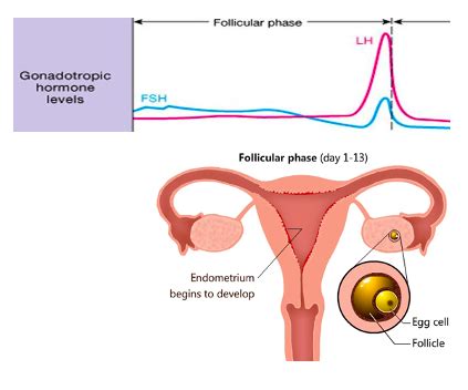The Female Sex Hormones Include High Levels Of Health Quizlet Shop Laseb Fae Ufmg Br