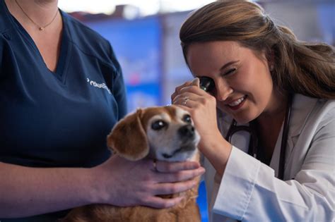 Your Pet Is Our Passion Veterinary Dermatology By Bluepearl New York Ny