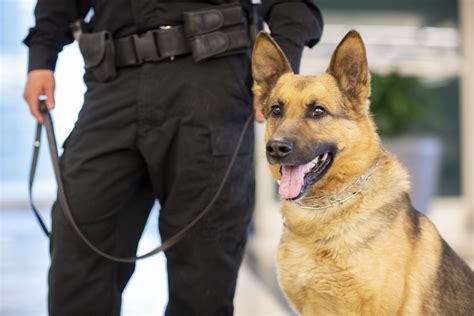 Police K9 Patrol - Criminal Justice Degree Hub