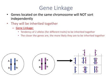Ppt Introduction To Linked Genes And Sex Linkage H Biology Ms Kim Powerpoint Presentation