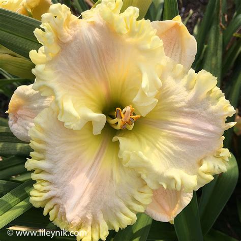 Лилейник Blondes Beach • Музыка цветов • Цветы для сада