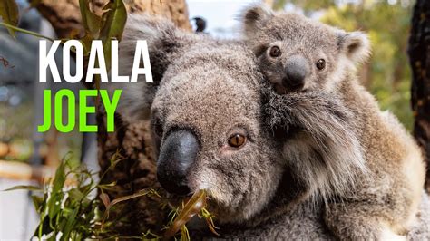 Tis The Season To Be Jolly Koala La La La La La La Youtube