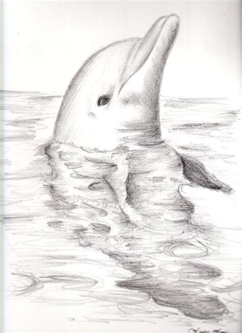 Desenhos De Golfinhos Realistas - 25 ideias de Desenhar | desenho de golfinho, golfinhos, golfinho desenho