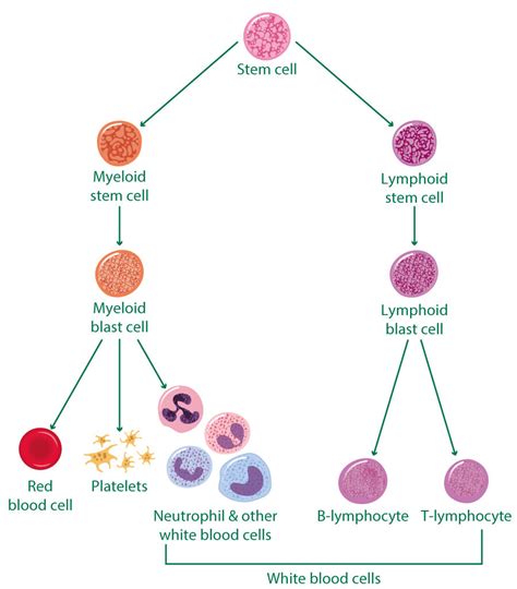 Chronic Lymphocytic Leukaemia CLL Macmillan Cancer Support