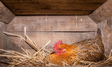 Why Do Chickens Hide Their Eggs? (5 Common Reasons)