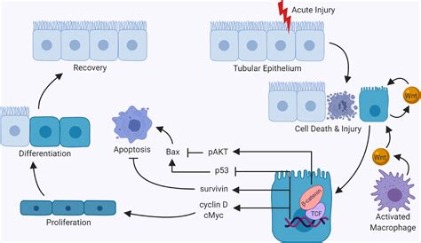 Wntβ Catenin In Acute Kidney Injury And Progression To Chronic Kidney