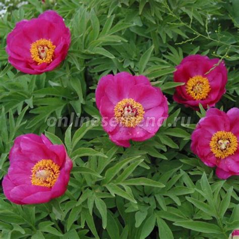 Пион уклоняющийся из каталога Многолетние растения для сада (Питомник ...