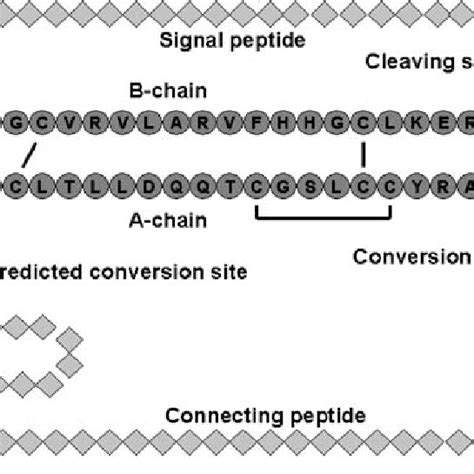 The Primary Structures Of Human Pre Proinsulin Showing Sites Of