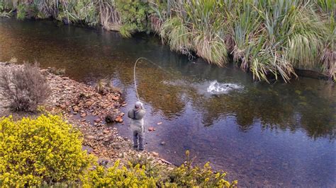 The Brown Trout In This Stream Are So Pretty Youtube