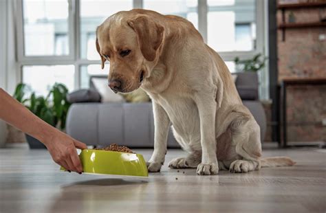 Можно ли смешивать сухие корма для собак?