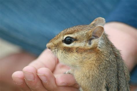 Caring for a Rescued Chipmunk? | ThriftyFun