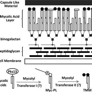 Diagrammatic Representation Of The Mycobacterial Cell Wall And Proposed