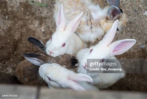 78 Albino Bunny Stock Photos High Res Pictures And Images Getty Images