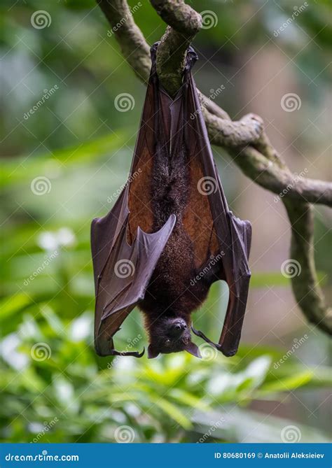 Cute Bat Hanging Upside Down On A Branch Singapore Royalty Free Stock
